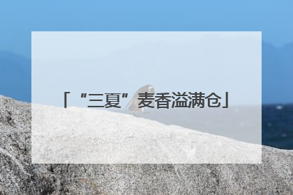“三夏”麦香溢满仓