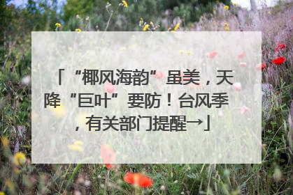 “椰风海韵”虽美，天降“巨叶”要防！台风季，有关部门提醒→