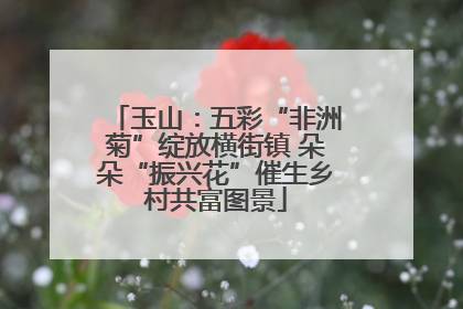 玉山：五彩“非洲菊”绽放横街镇 朵朵“振兴花”催生乡村共富图景