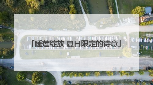 睡莲绽放 夏日限定的诗意