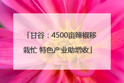 甘谷：4500亩辣椒移栽忙 特色产业助增收