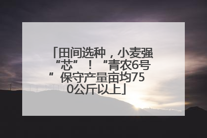 田间选种，小麦强“芯”！“青农6号”保守产量亩均750公斤以上