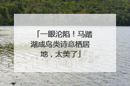 一眼沦陷！马踏湖成鸟类诗意栖居地，太美了
