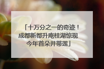 十万分之一的奇迹！成都新都升庵桂湖惊现今年首朵并蒂莲