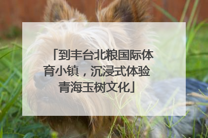 到丰台北粮国际体育小镇，沉浸式体验青海玉树文化