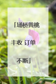 埇桥黄桃丰收 订单不断