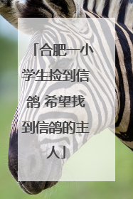 合肥一小学生捡到信鸽 希望找到信鸽的主人