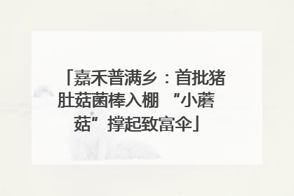 嘉禾普满乡：首批猪肚菇菌棒入棚 “小蘑菇”撑起致富伞
