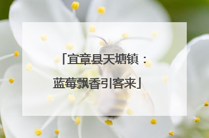 宜章县天塘镇：蓝莓飘香引客来