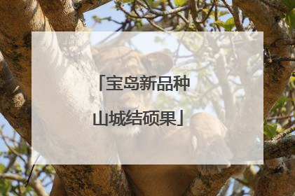 宝岛新品种 山城结硕果