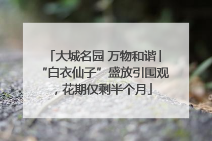 大城名园 万物和谐│“白衣仙子”盛放引围观，花期仅剩半个月