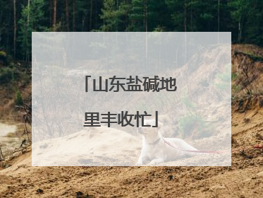 山东盐碱地里丰收忙