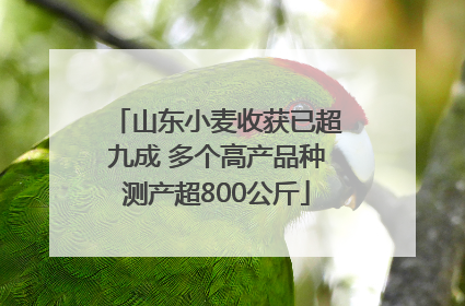 山东小麦收获已超九成 多个高产品种测产超800公斤