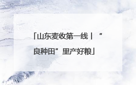 山东麦收第一线丨“良种田”里产好粮