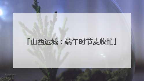 山西运城：端午时节麦收忙