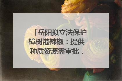 岳阳拟立法保护樟树港辣椒：提供种质资源需审批，违规最高罚5万