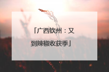 广西钦州：又到辣椒收获季