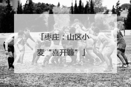 枣庄：山区小麦“喜开镰”