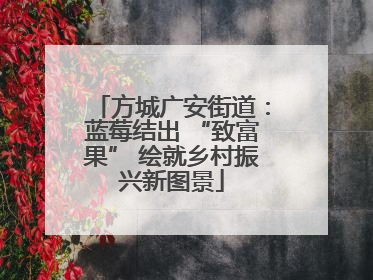 方城广安街道：蓝莓结出 “致富果” 绘就乡村振兴新图景