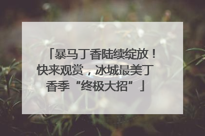 暴马丁香陆续绽放！快来观赏，冰城最美丁香季“终极大招”