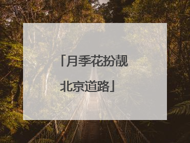 月季花扮靓北京道路