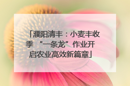 濮阳清丰：小麦丰收季 “一条龙”作业开启农业高效新篇章