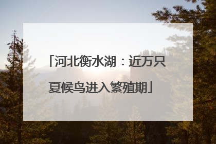 河北衡水湖：近万只夏候鸟进入繁殖期