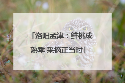 洛阳孟津：鲜桃成熟季 采摘正当时