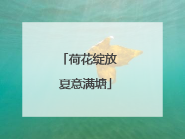荷花绽放 夏意满塘
