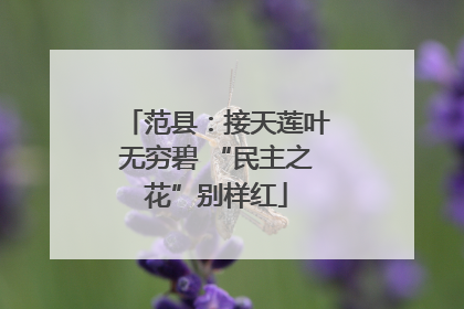 范县：接天莲叶无穷碧 “民主之花”别样红