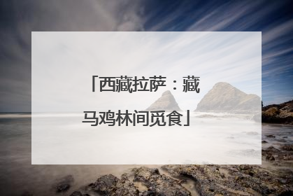 西藏拉萨：藏马鸡林间觅食