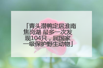 青头潜鸭定居淮南焦岗湖 最多一次发现104只，属国家一级保护野生动物