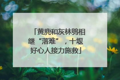 黄麂和灰林鸮相继“落难”，十堰好心人接力施救