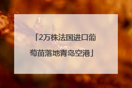 2万株法国进口葡萄苗落地青岛空港